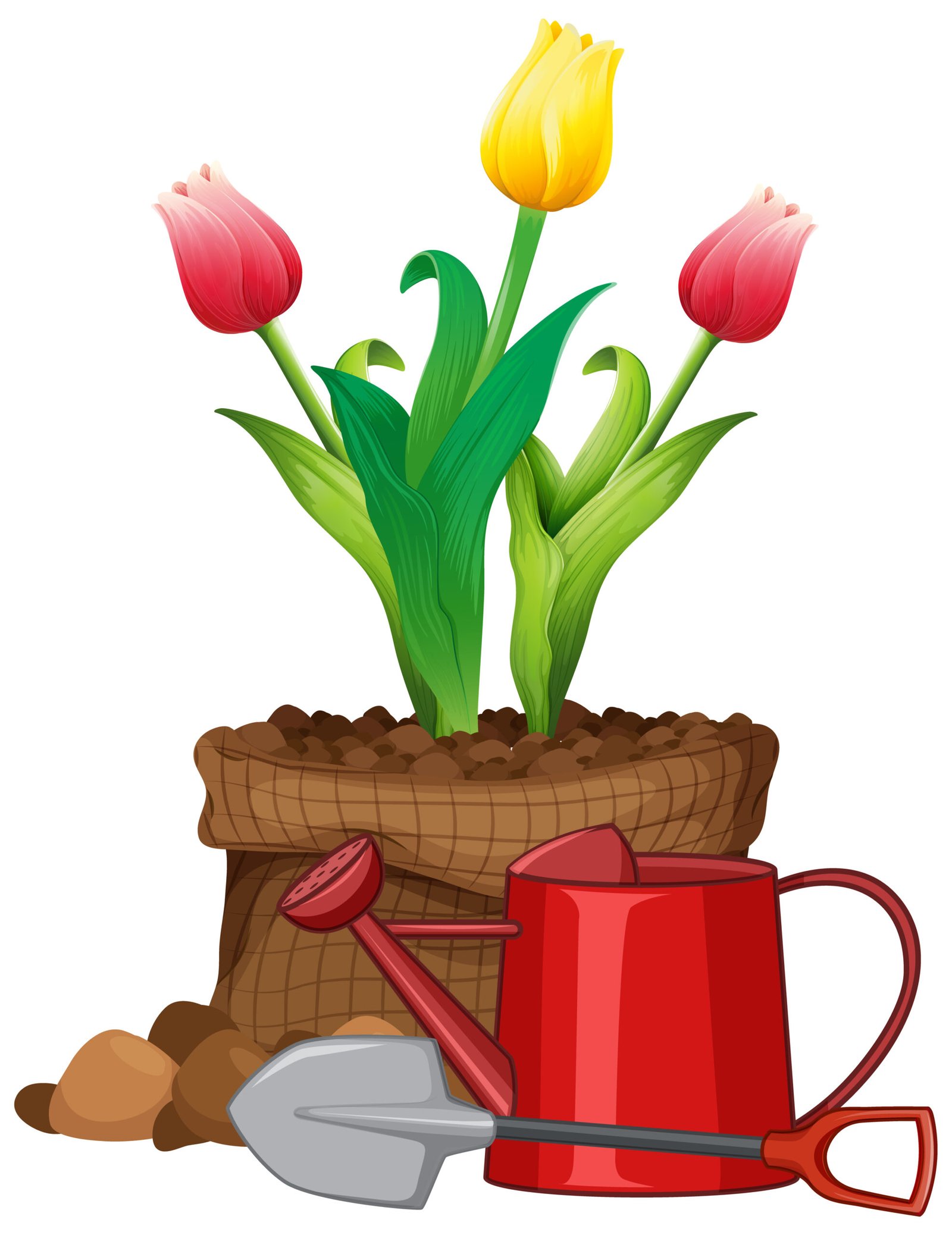 beautiful flowers in the garden on white background